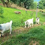 Kirin Farm