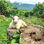 Kirin Farm