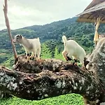 Kirin Farm