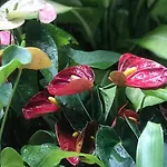 At Leaf Villa