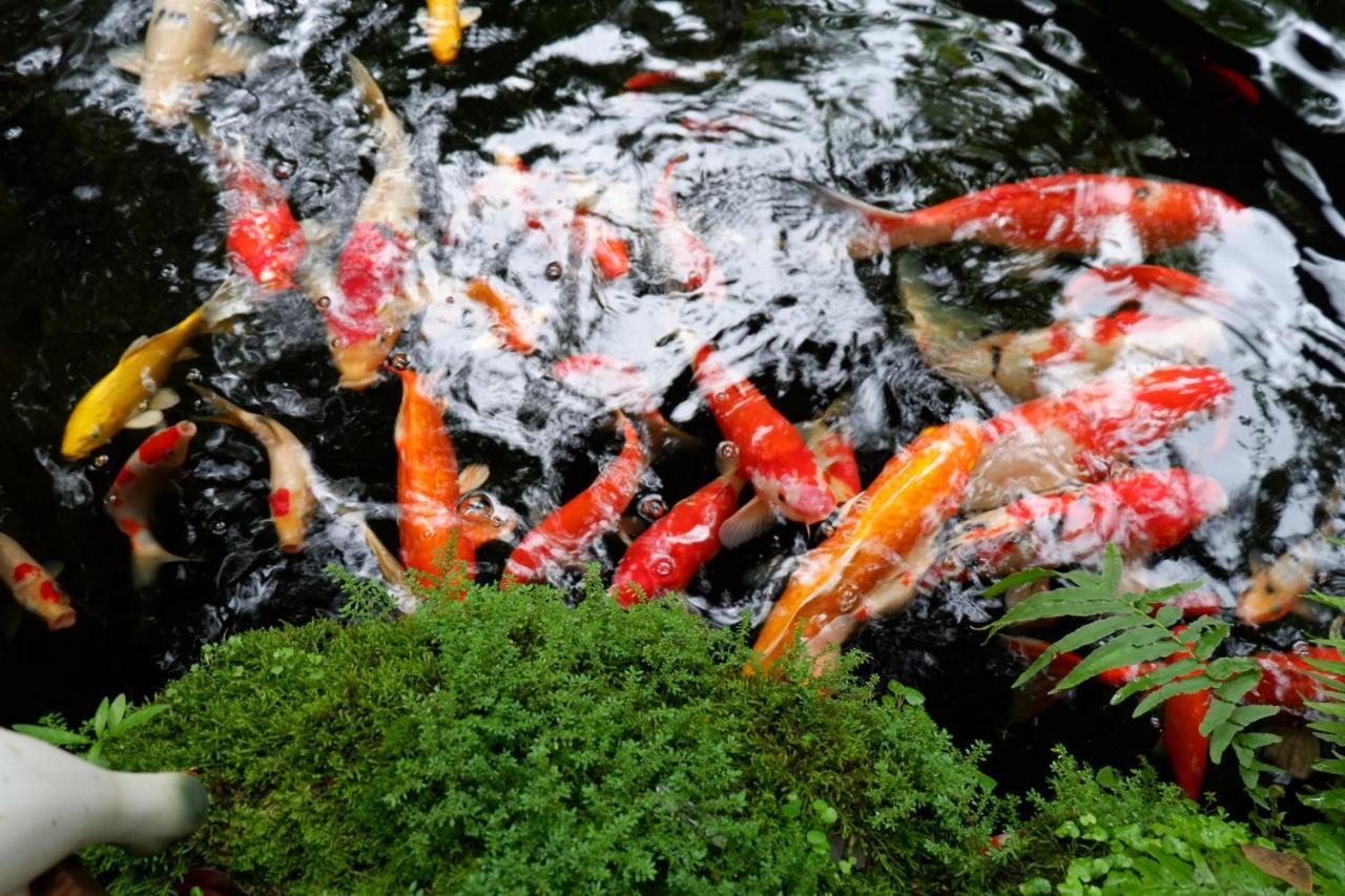 42 Garden Pool *