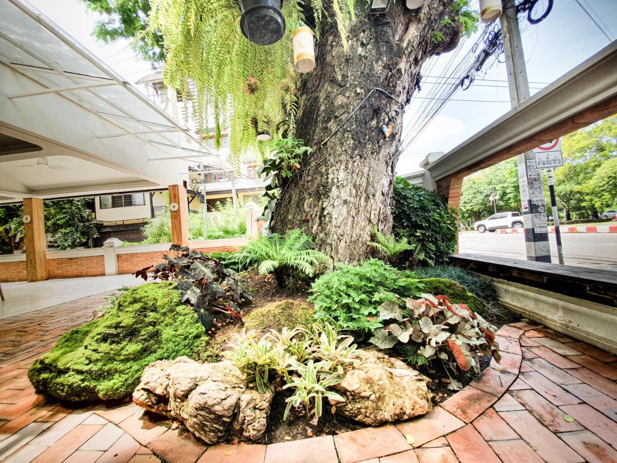 Big Tree Old Town