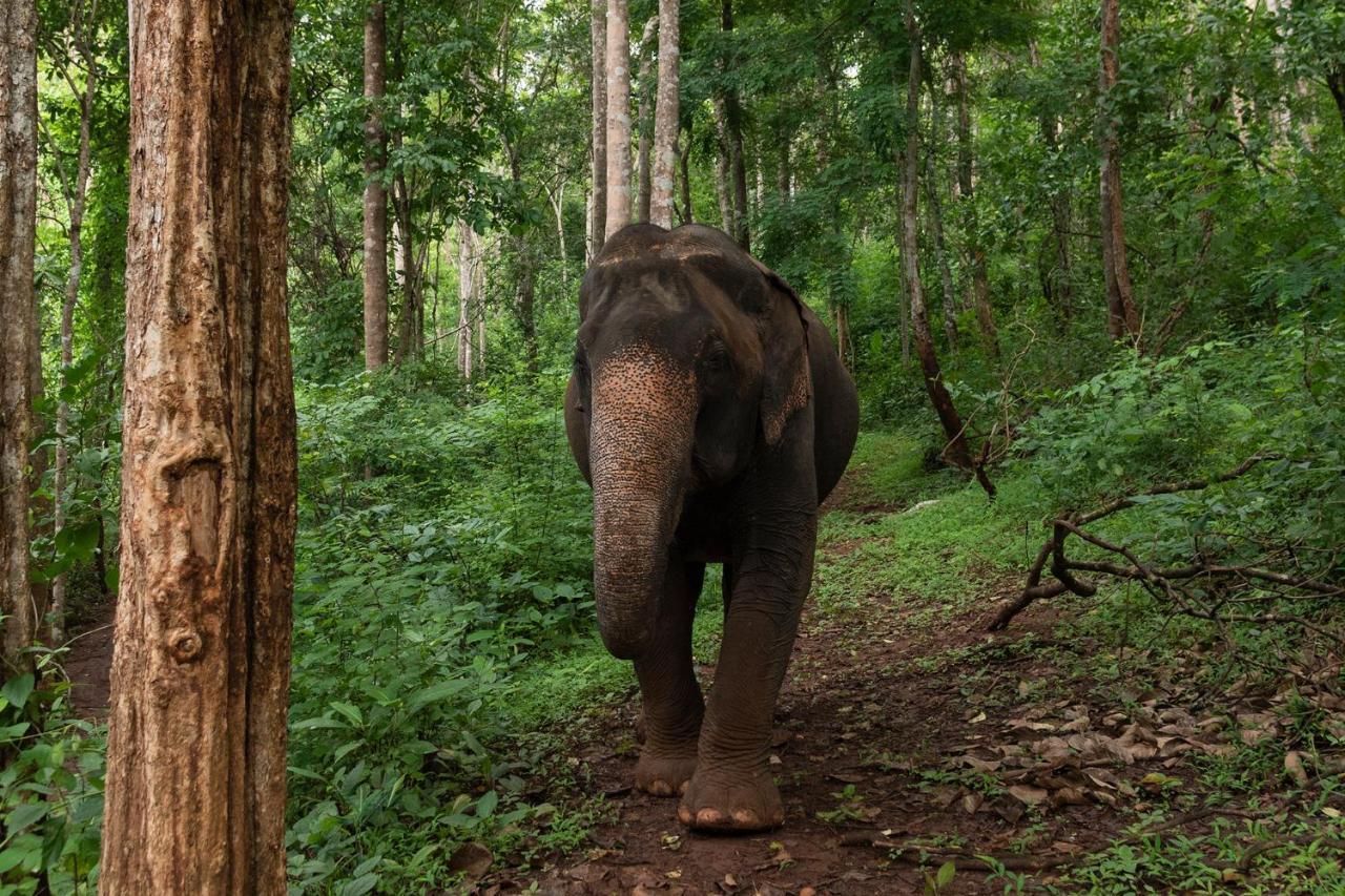 Hotel Elephant Friends Chiang Mai