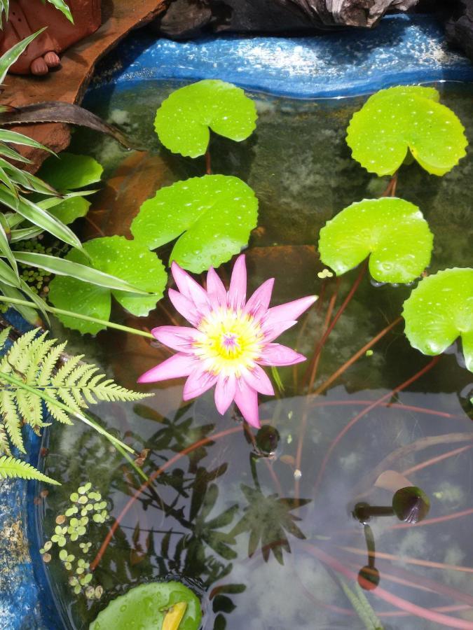 Vida Hostel Chiang Mai