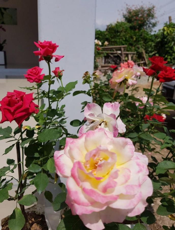De Rose
