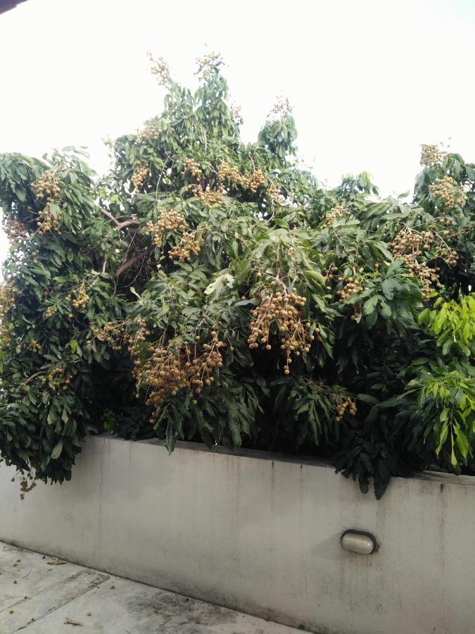 Baba Pim * Chiang Mai