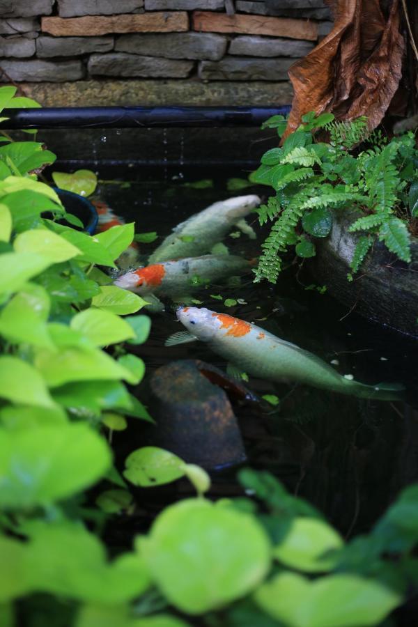 Plumeriahome