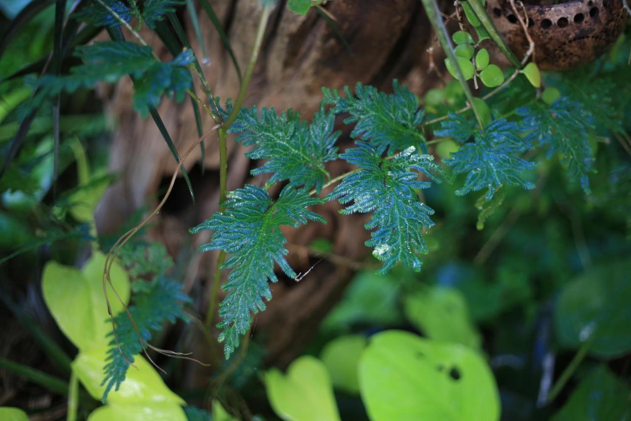 Plumeriahome