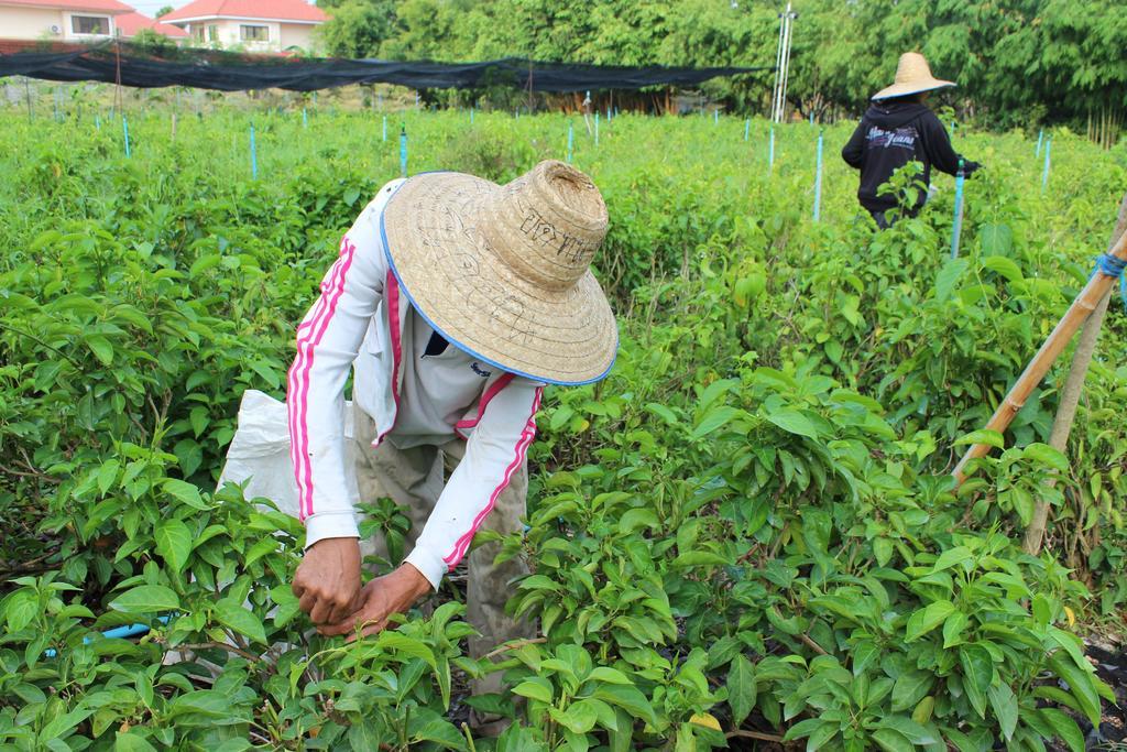 Resort Rachaherb Gardens Chiang Mai