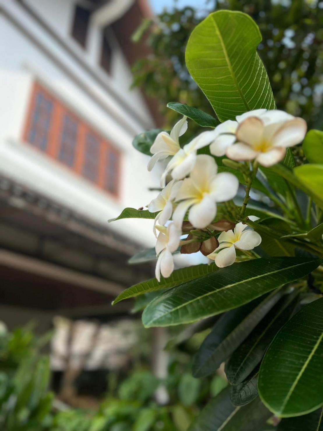 The Royal Shilton 3* Chiang Mai
