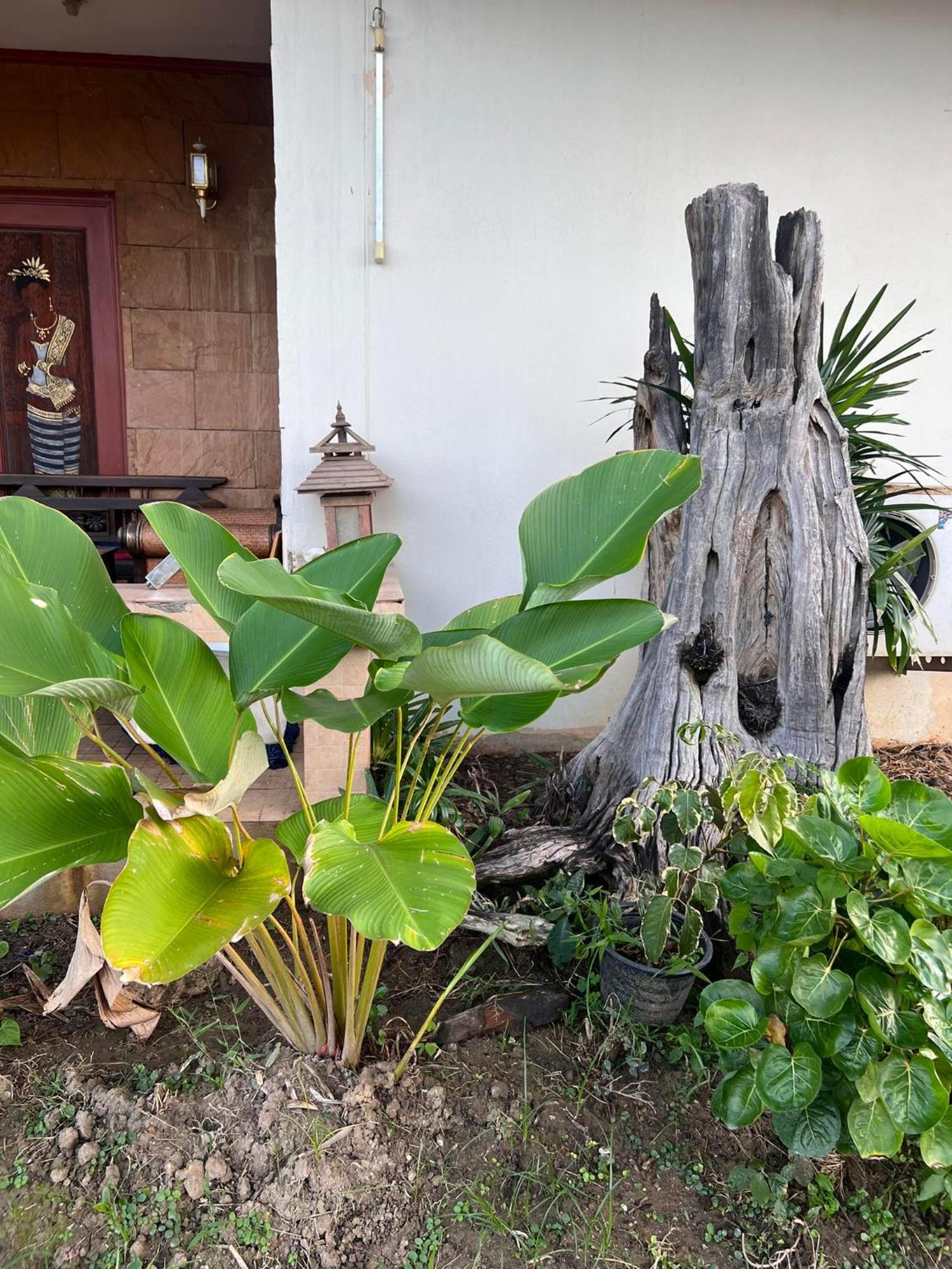 Rumah tetamu Rt House Chiang Mai