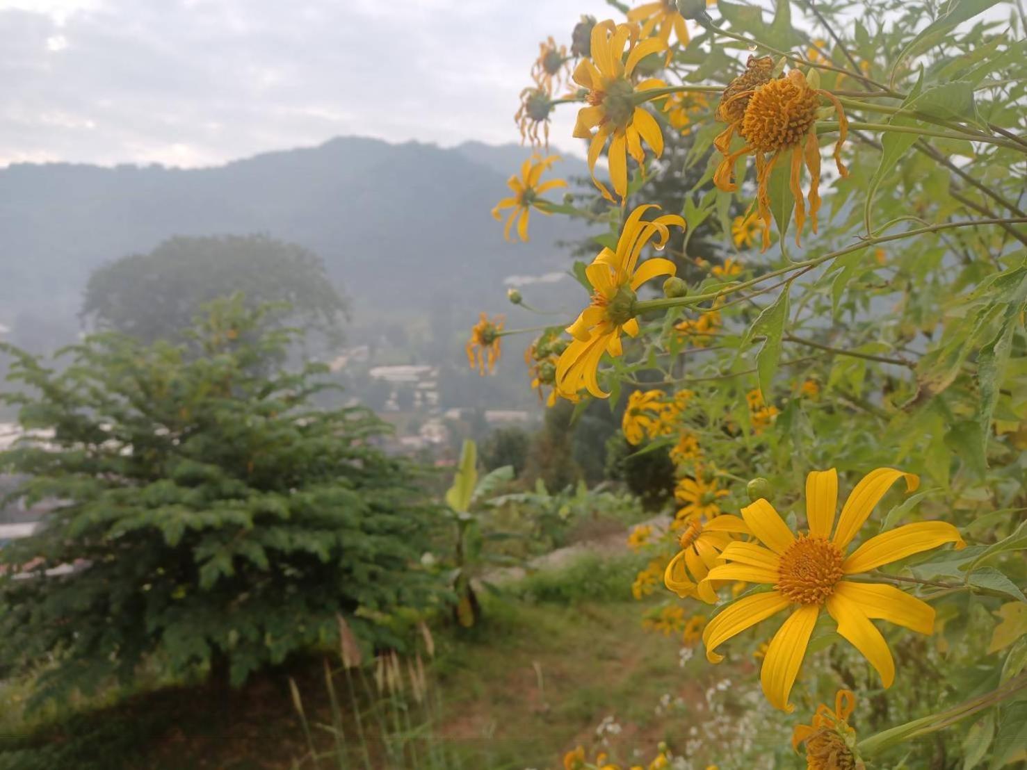 Mon View Doi Guest house