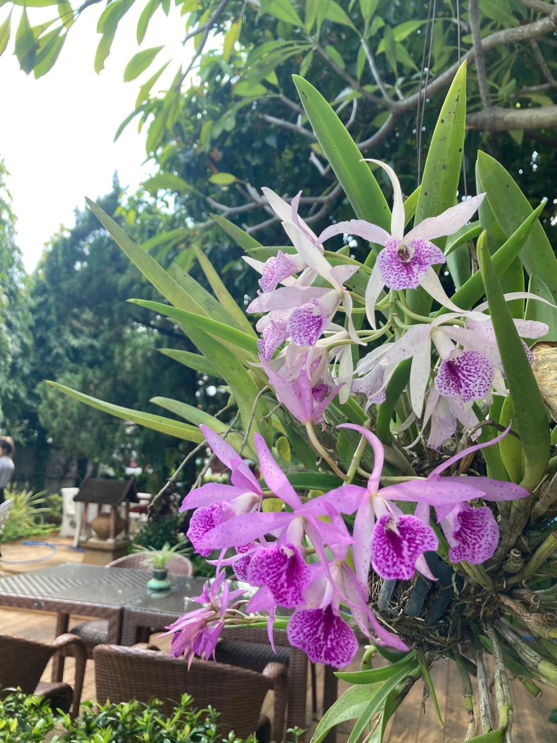 Wiriya House Albergue Chiang Mai