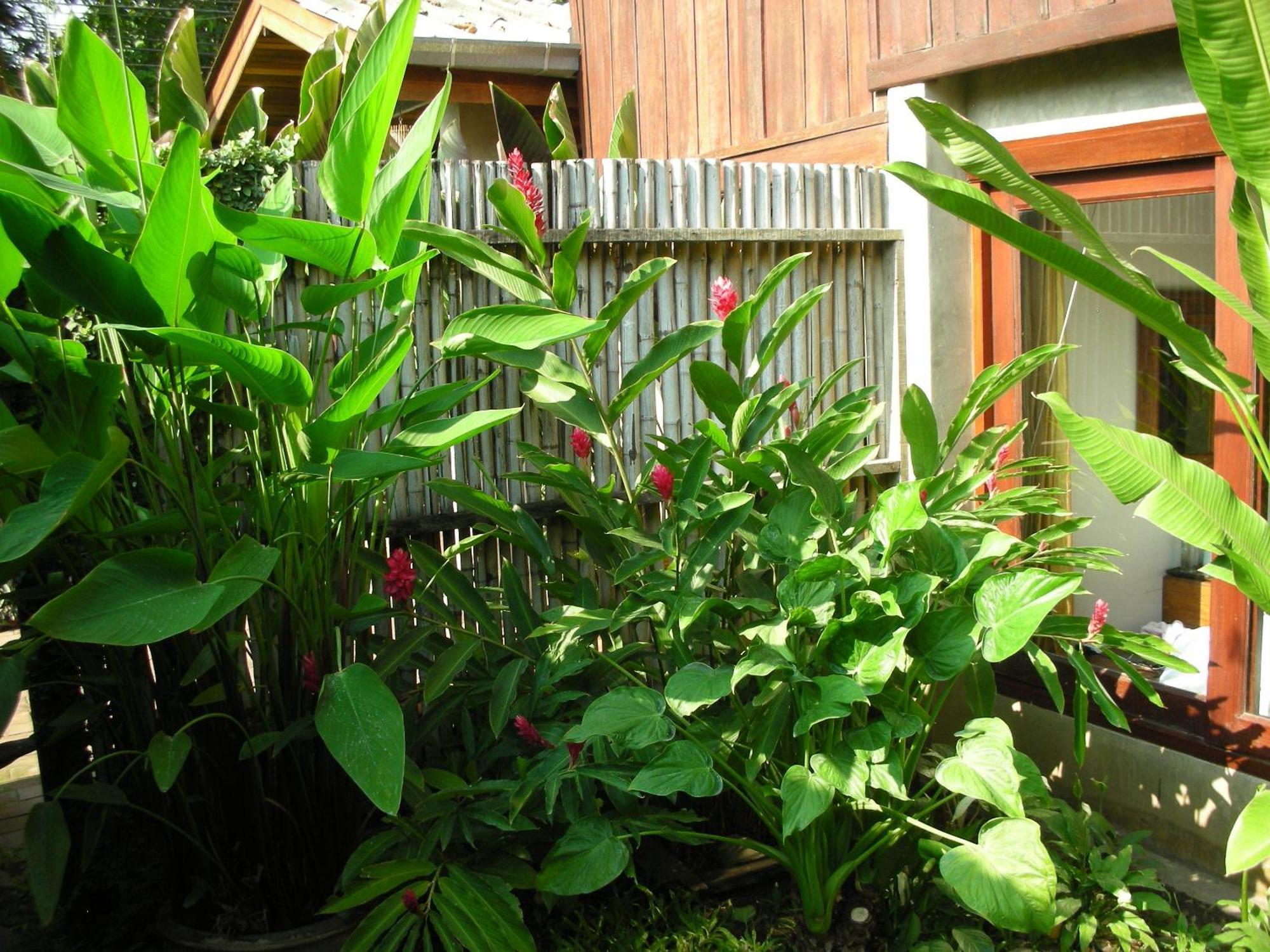 Guest house Chiang Maan Chiang Mai