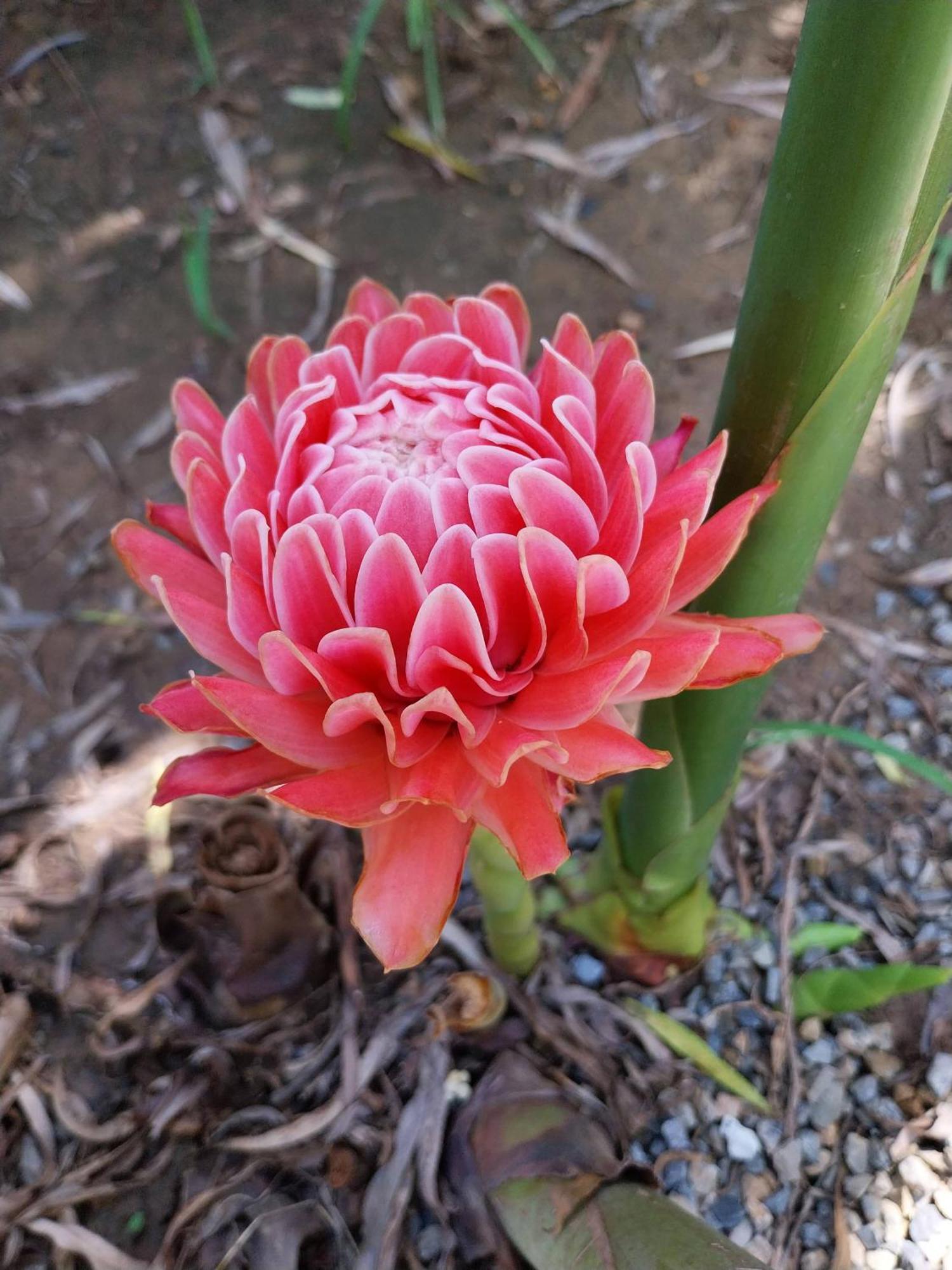 Arun Rawee อรุณ รวี Chiang Mai