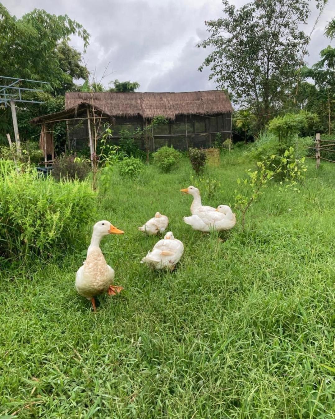 Hang Tueng Farm แฮงตึง Holiday home Chiang Mai