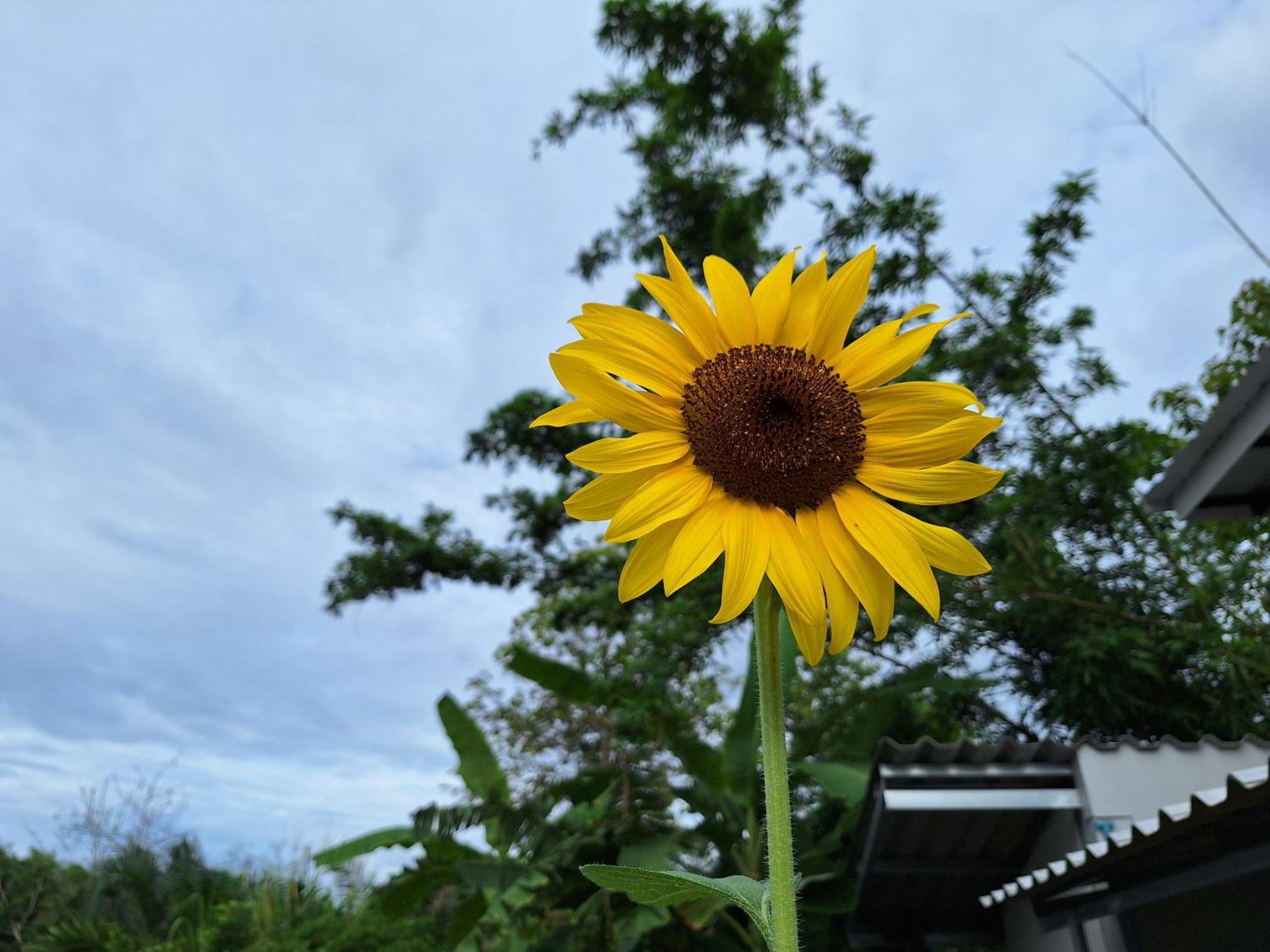Homestay Lala's House@mae On