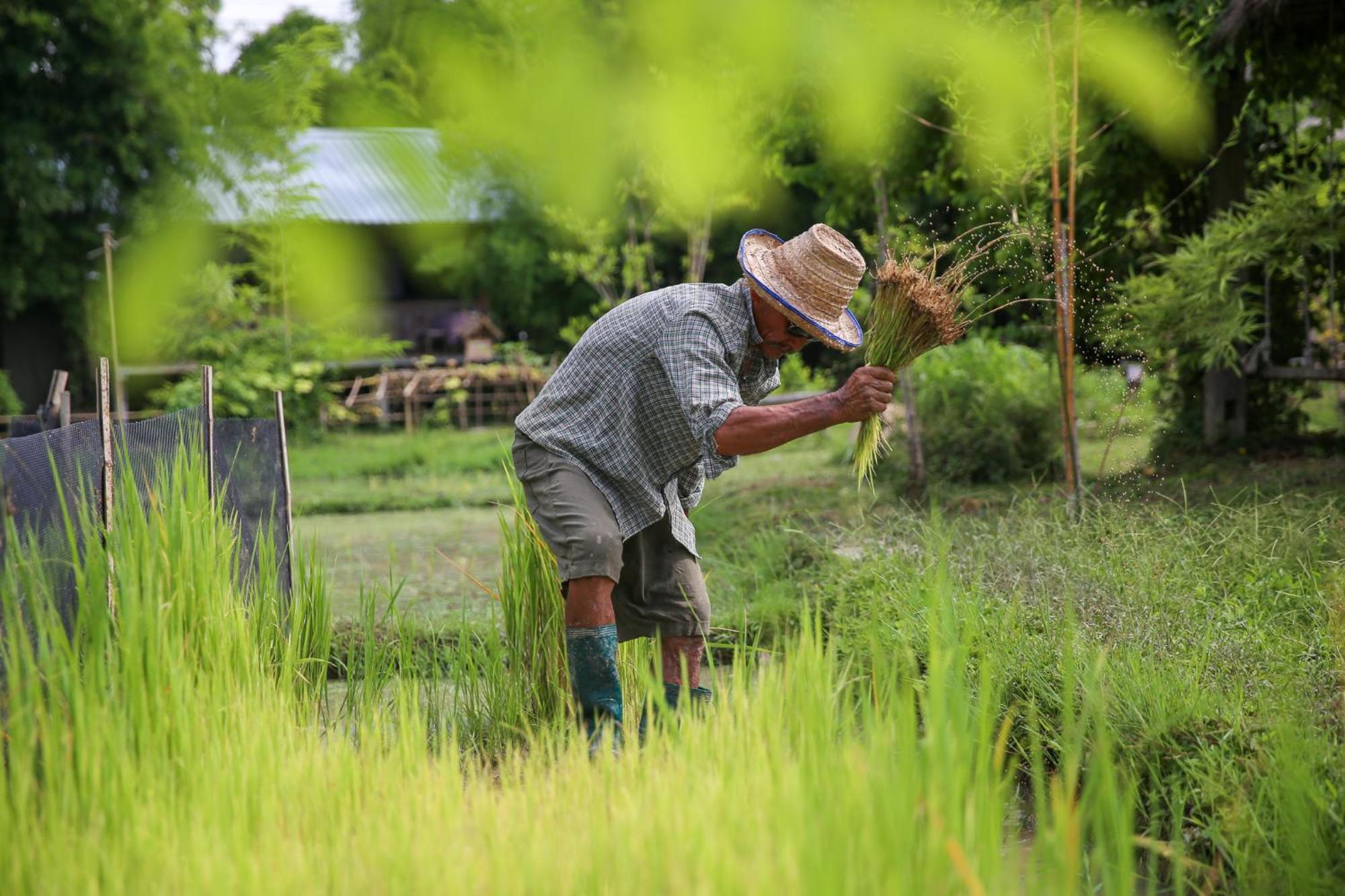 Hang Tueng Farm แฮงตึง *
