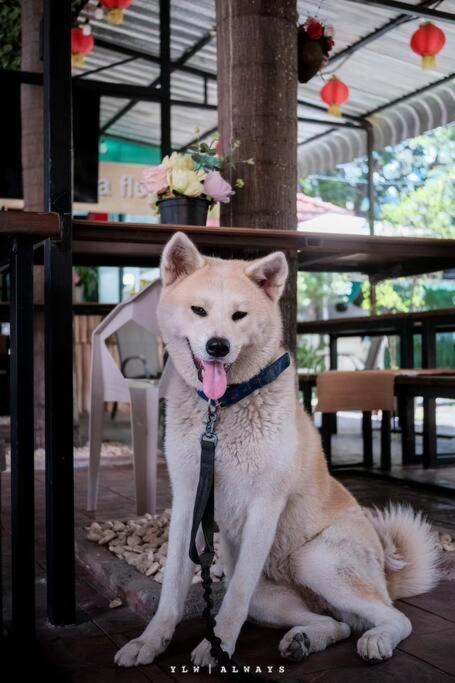 Windsor Garden House * Chiang Mai