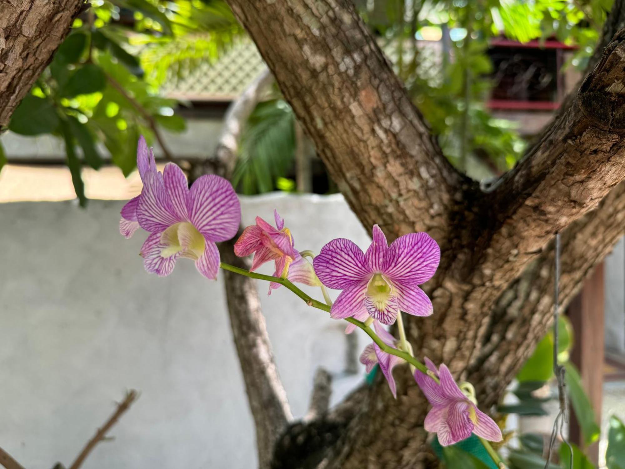 Orquideas Hotel 4*