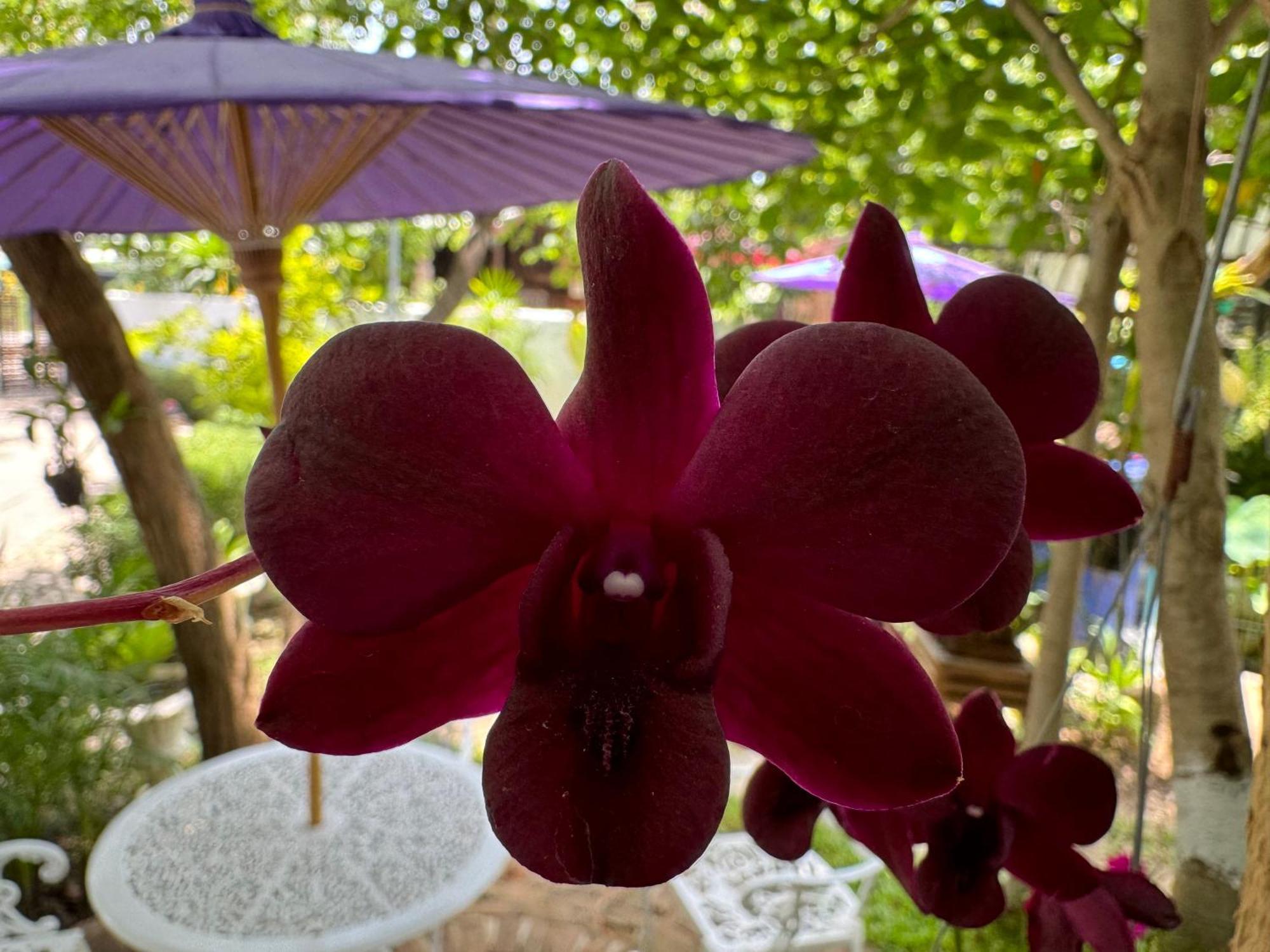 Hotel Orquideas