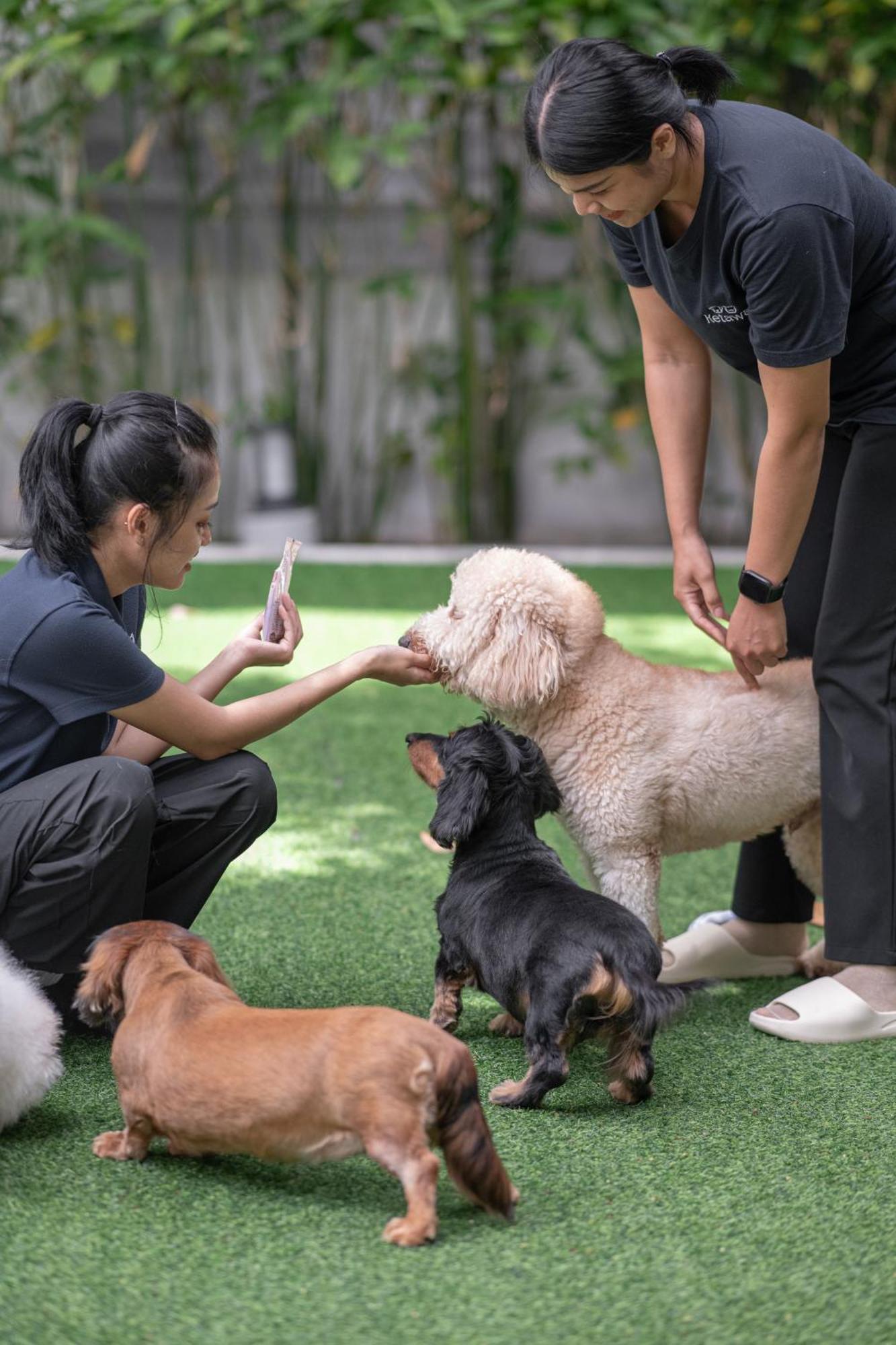 Ketawa Pet Friendly