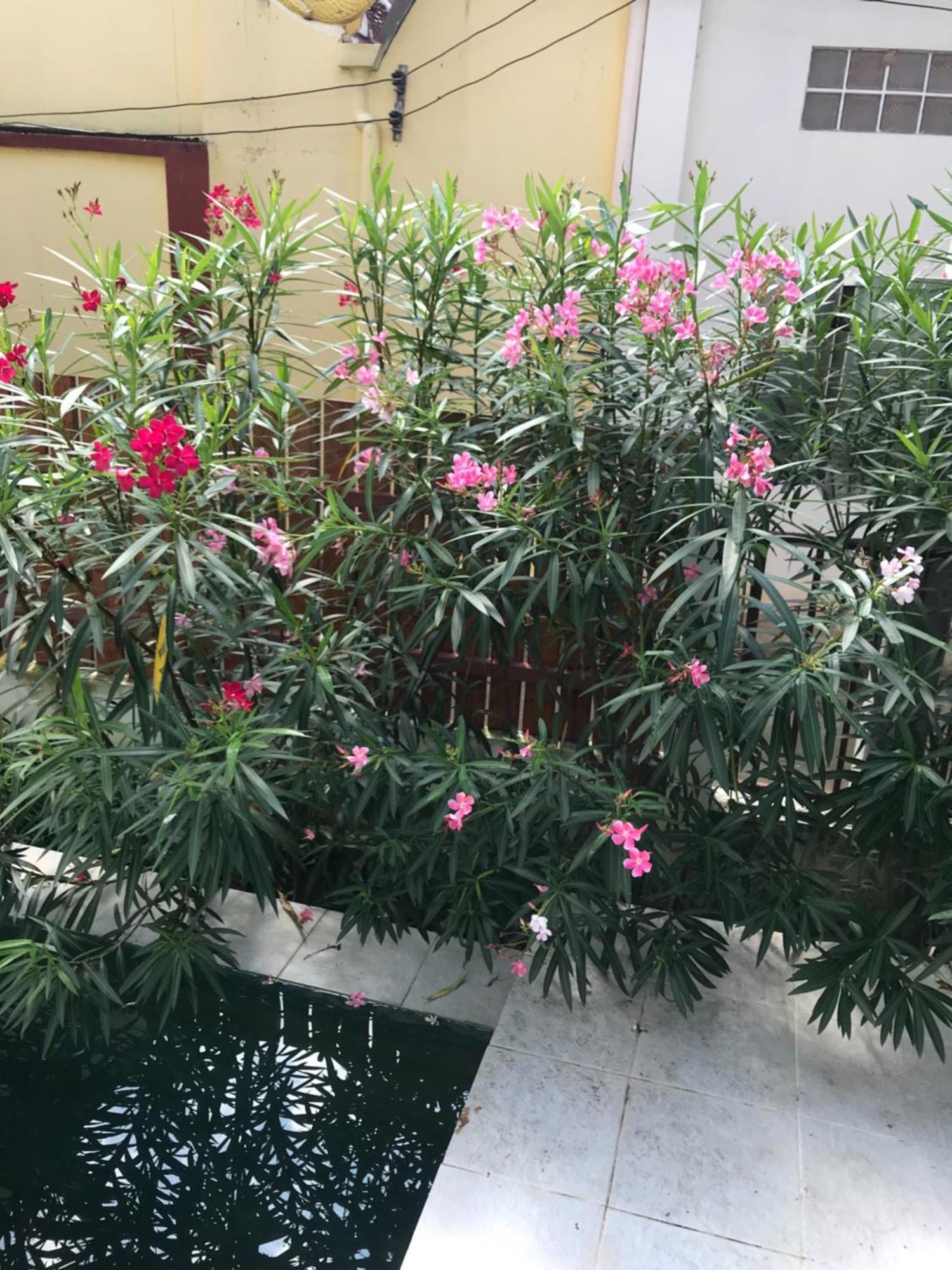 Thai- American With Swimming Pool * Chiang Mai