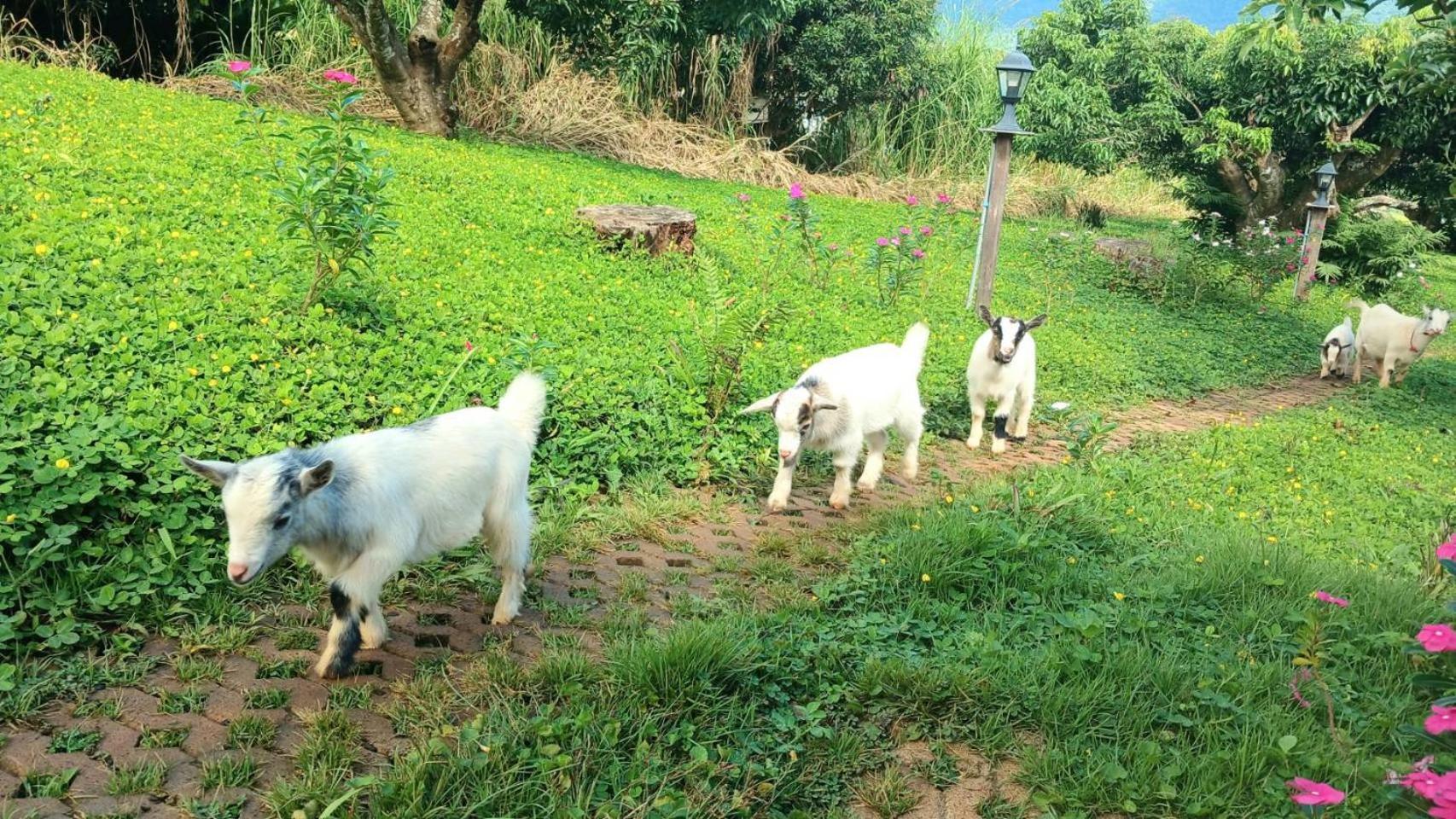 Kirin Farm Chiang Mai