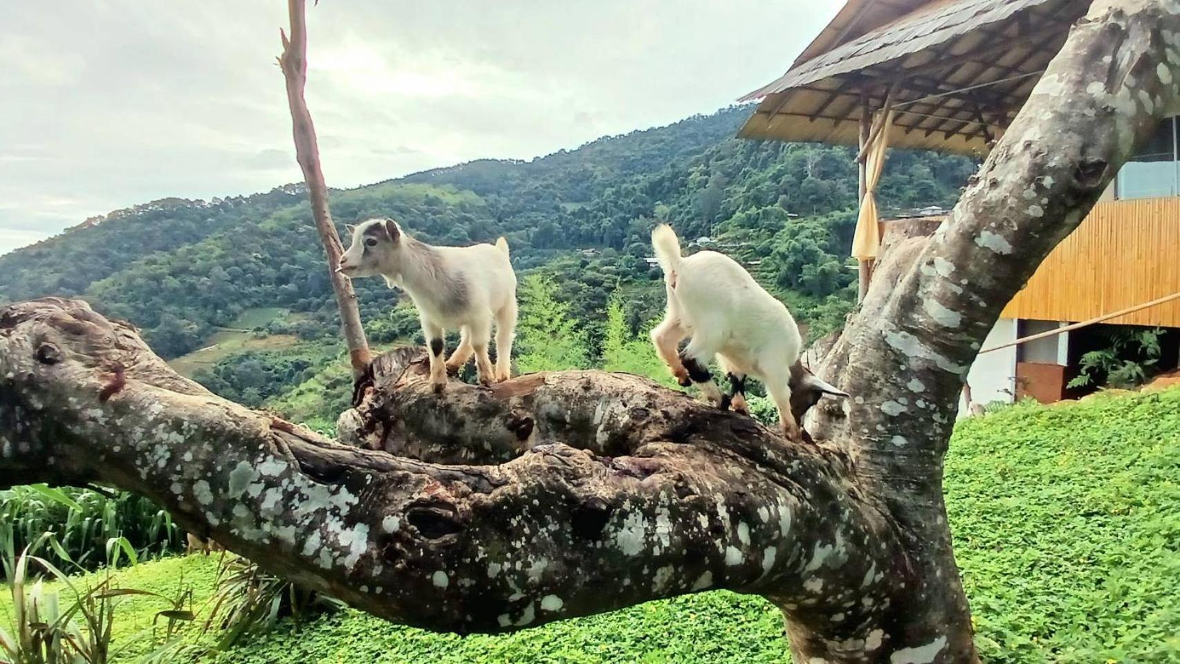 Kirin Farm