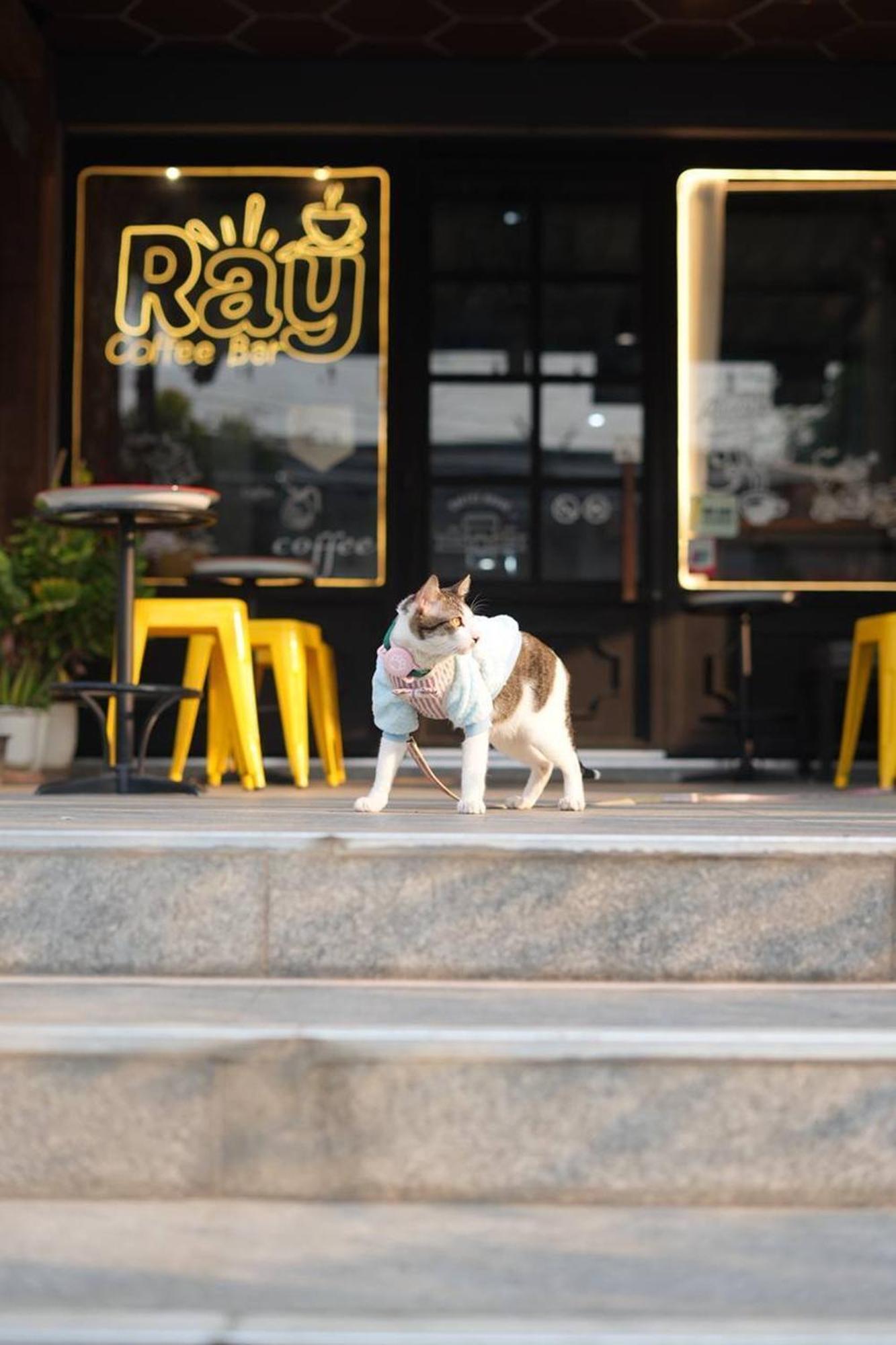 Ray * Chiang Mai