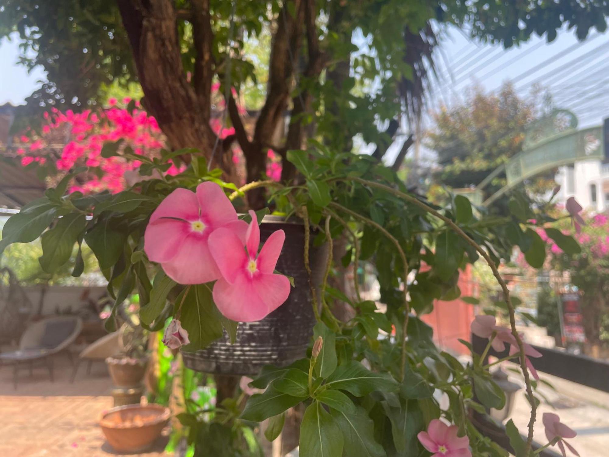 Thapae Gate Hostel