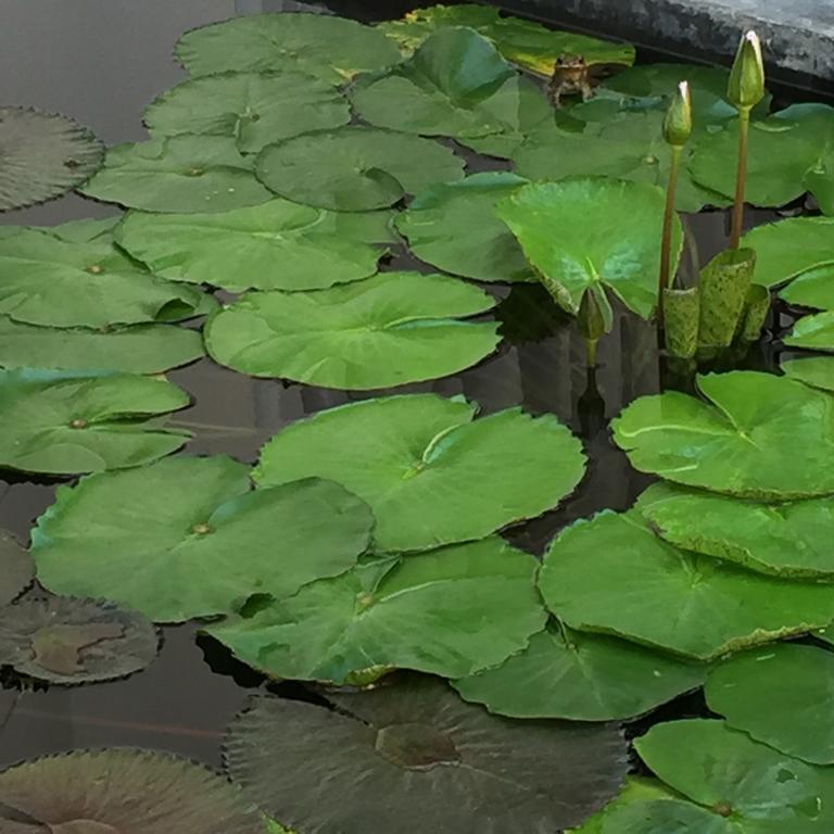 Bed & Breakfast The Chiangmai Luxury