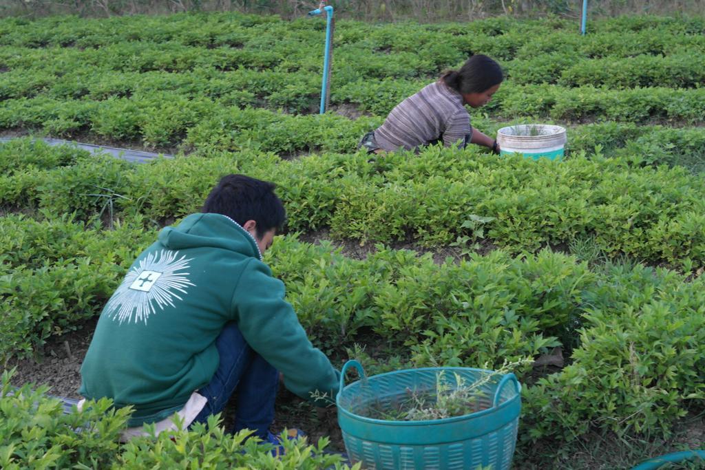 Rachaherb Gardens