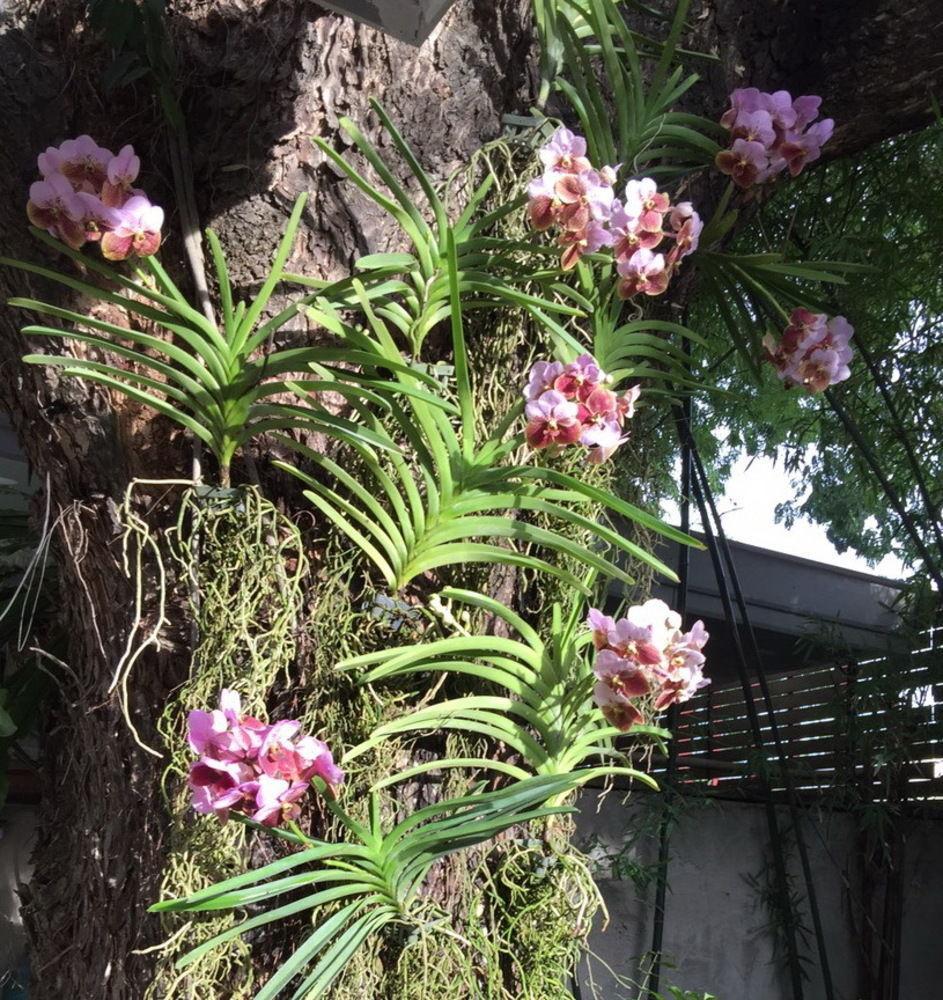 3b Boutique 3* Chiang Mai