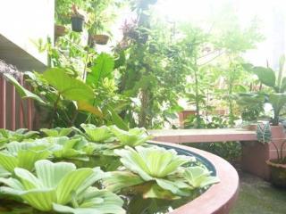 Dutch Chiang Mai
