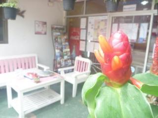Dutch Guest house 3*