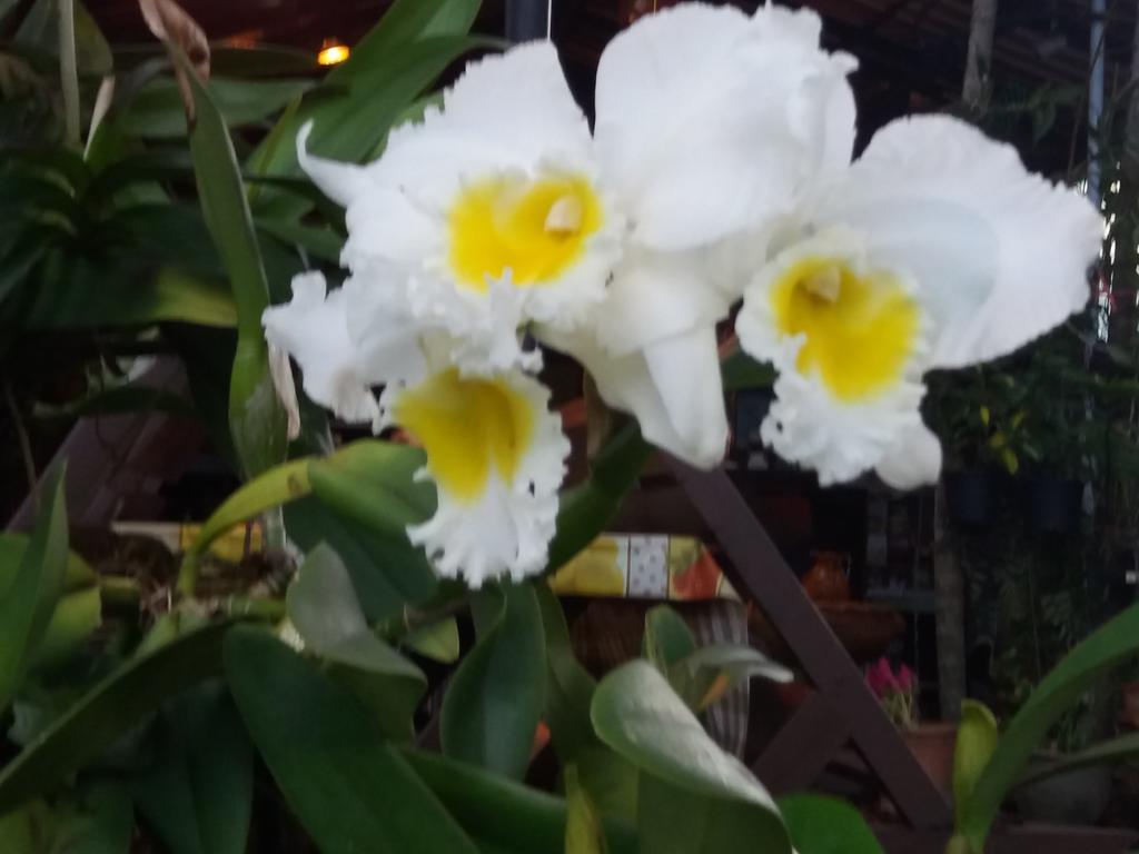 Hollanda Montri 2* Chiang Mai