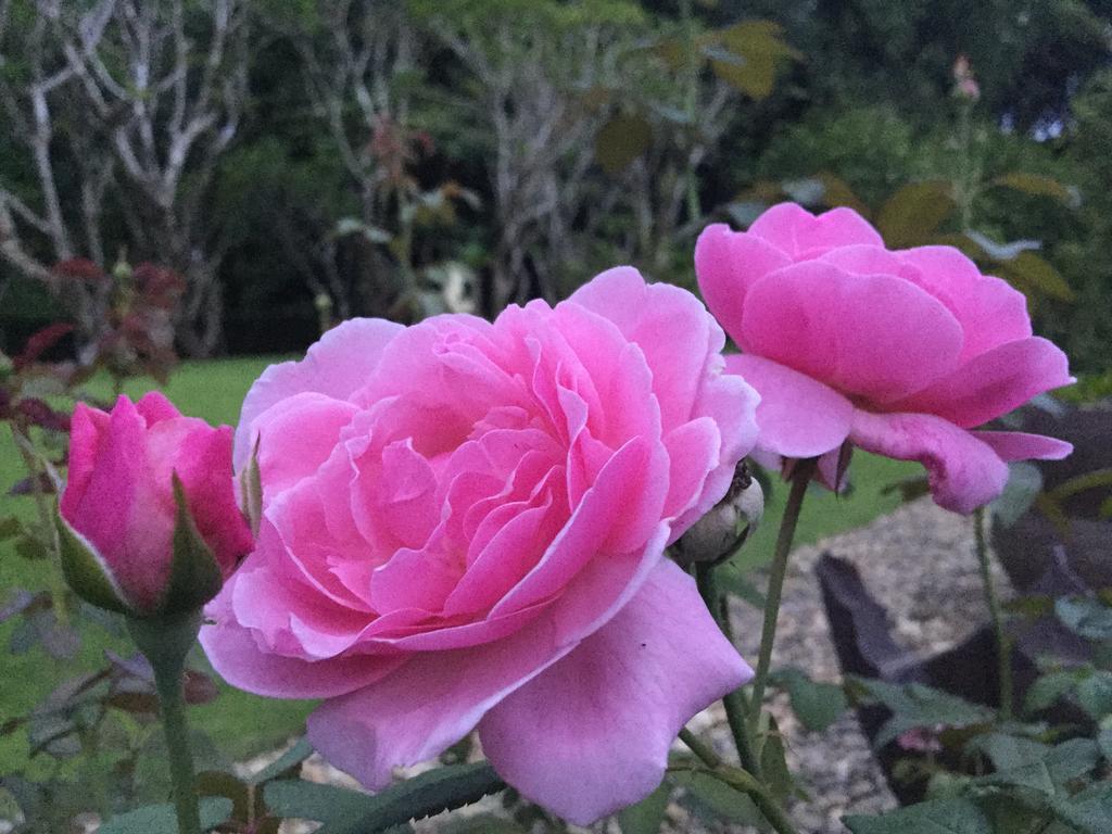 Country house Erotic Garden *
