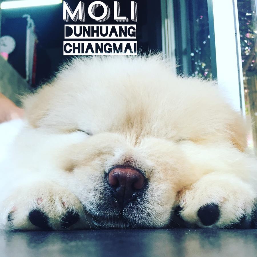Chiangmai Moli (adults Only) Asrama Chiang Mai