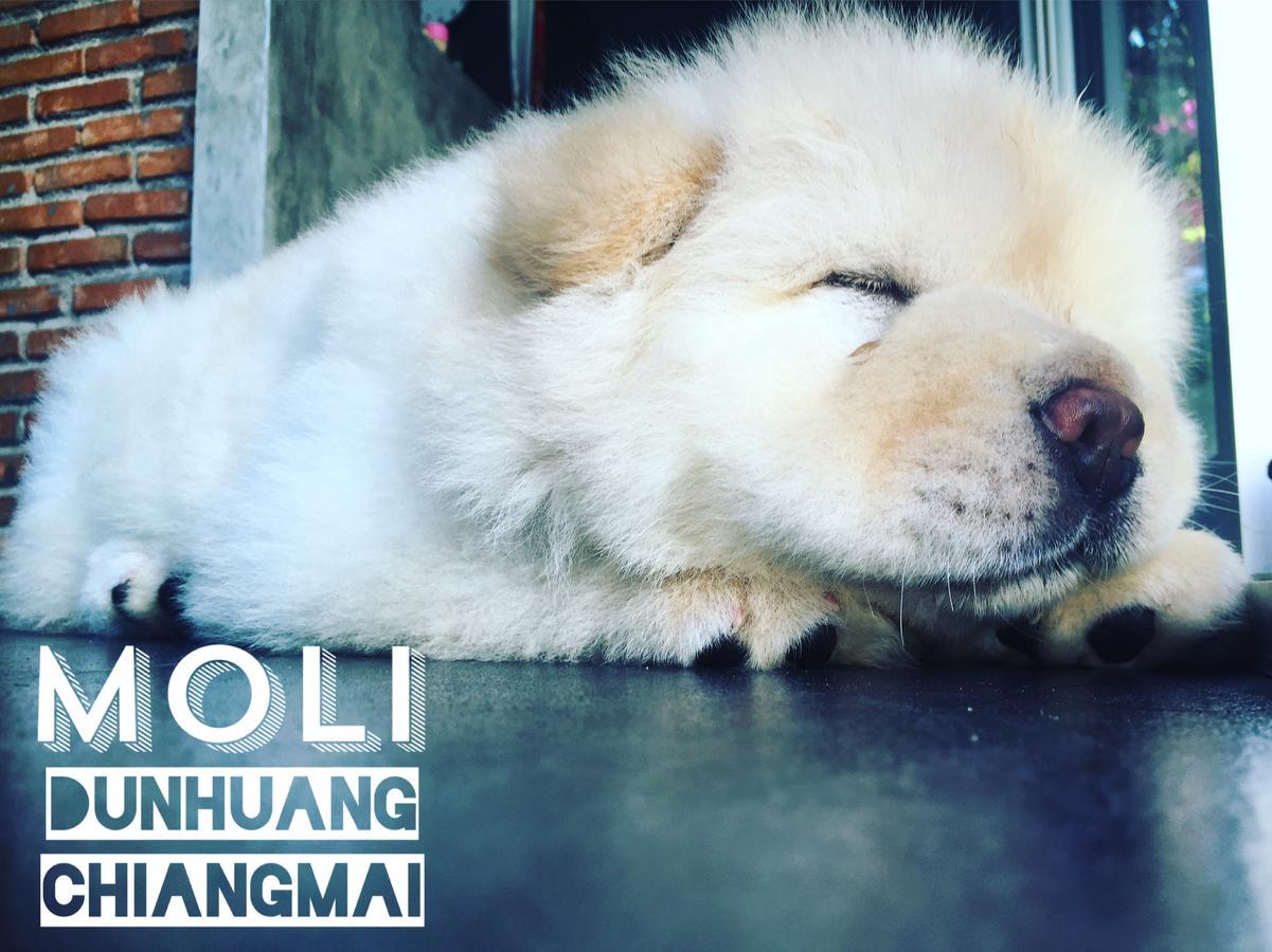 Chiangmai Moli (adults Only) Asrama Chiang Mai