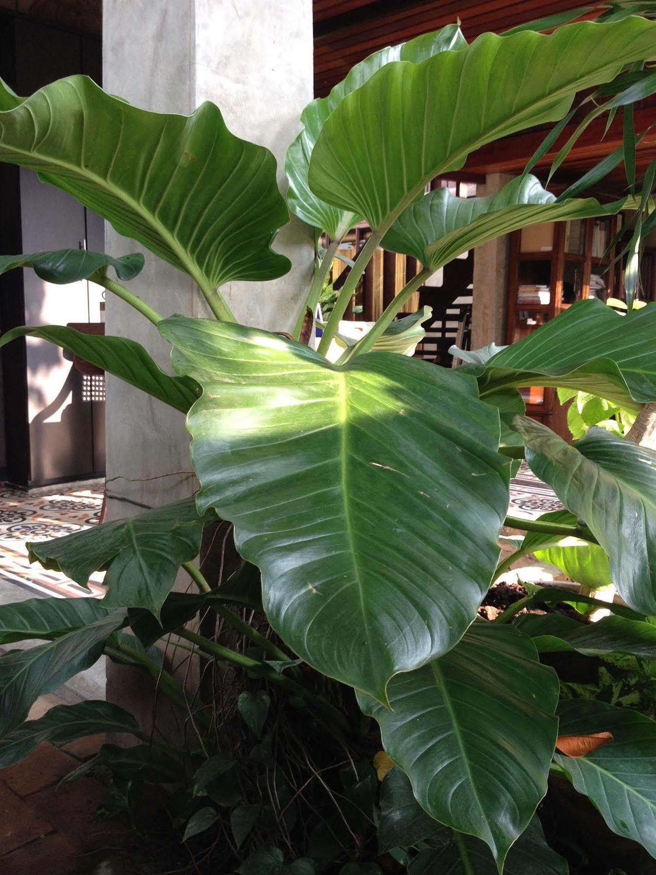 Chiang Maan Guest house Chiang Mai