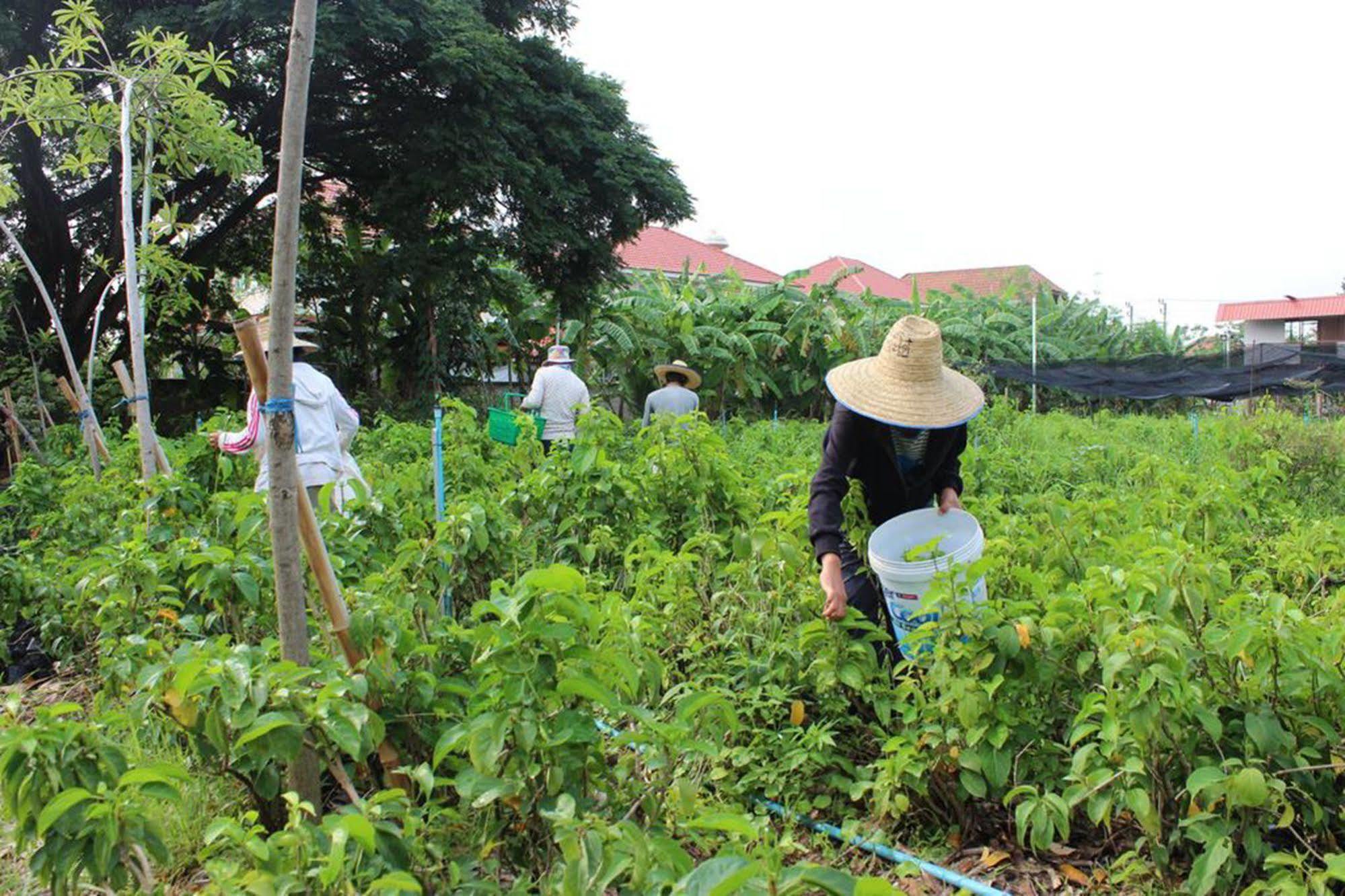 Rachaherb Gardens Resort Chiang Mai