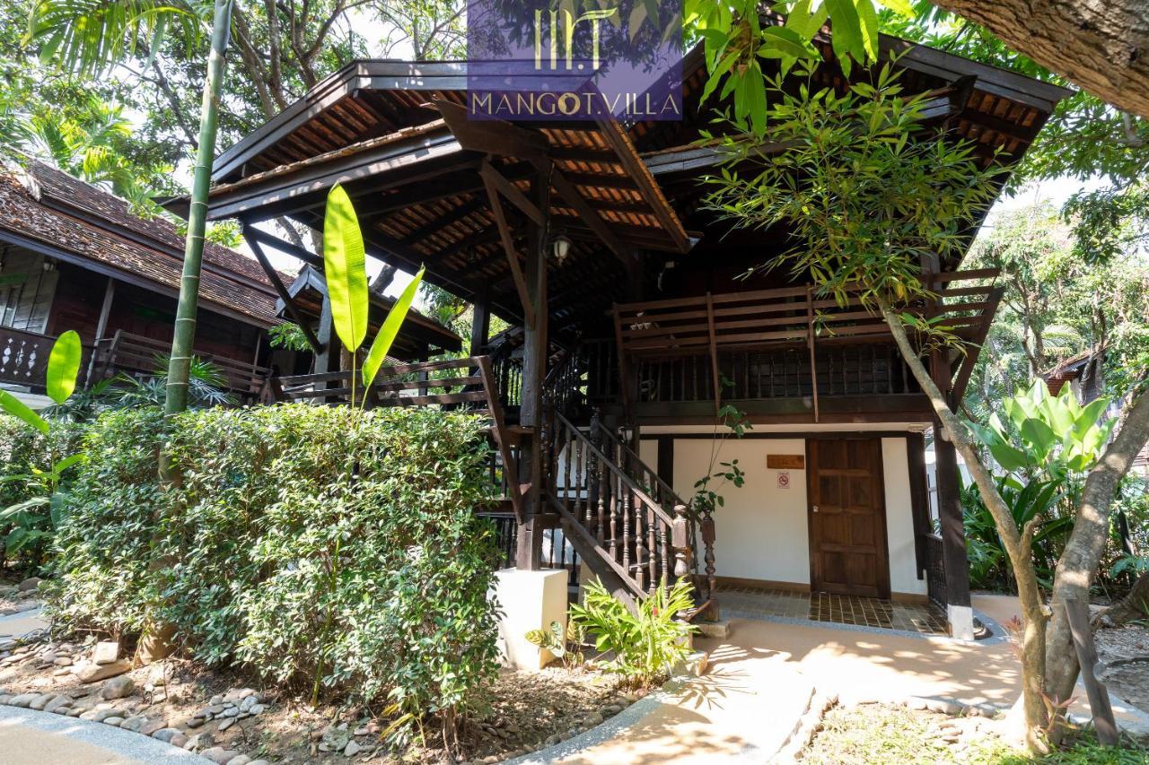 Mango T. Chiangmai