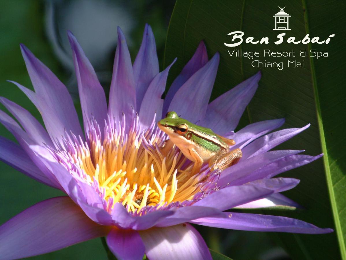 Ban Sabai Village & Spa Resort