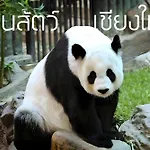 Go Inn Maya - Nimman Chiang Mai