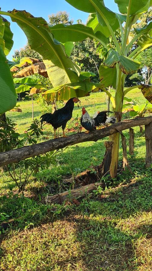 True Nature - Yoga & Meditation Homestay Retreat