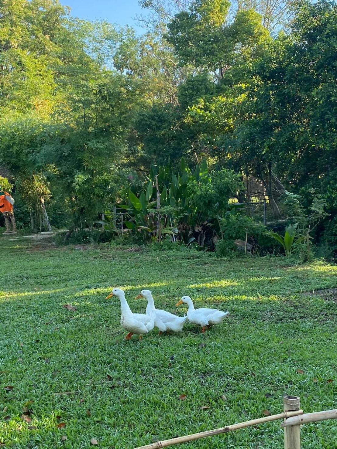 Hang Tueng Farm แฮงตึง * Chiang Mai