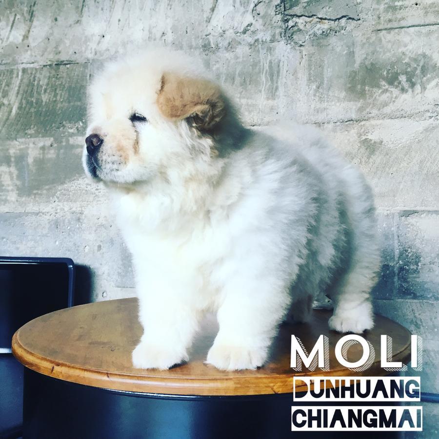 Hostel Chiangmai Moli (adults Only) *