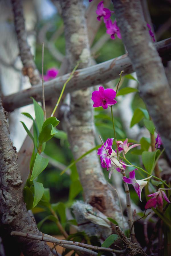 Meesuk Boutique House 3* Chiang Mai