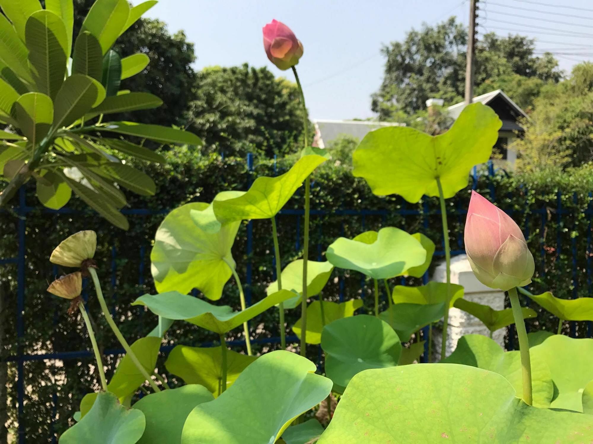 A Taste Of Europe In * Chiang Mai